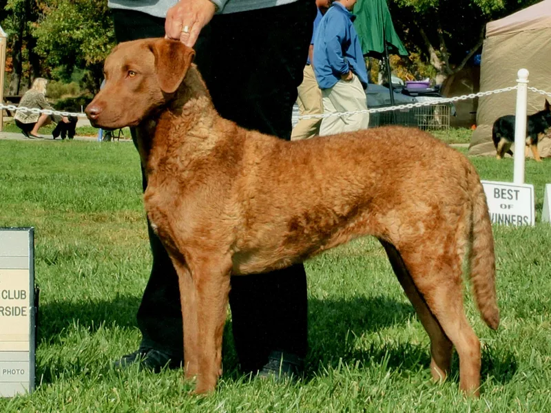 Desert Winds Chesapeakes