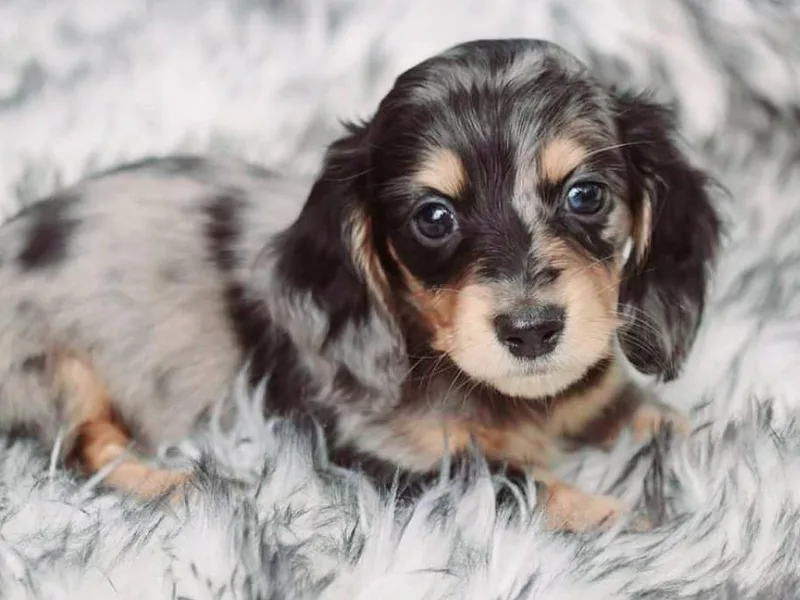 DesForges Dachshunds.