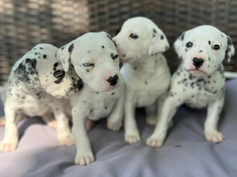 Deshotel’s Dalmatians