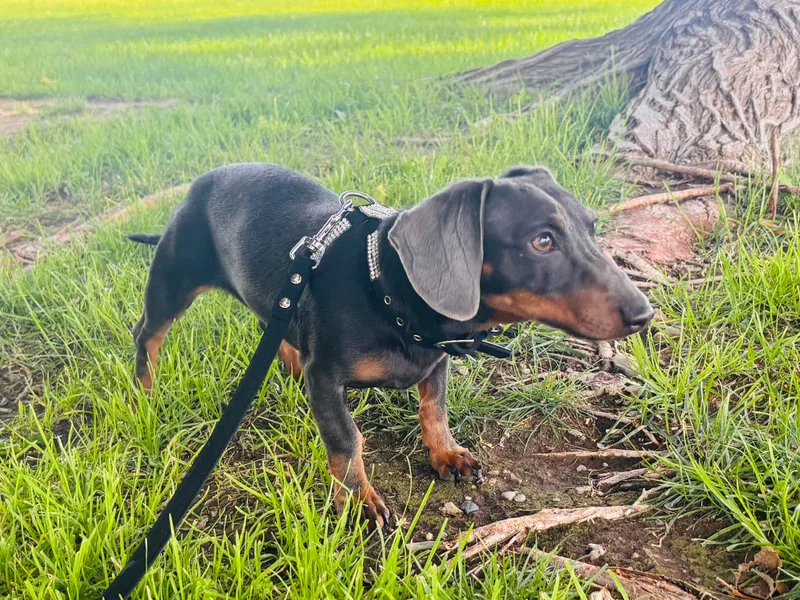 Designer Dachshund Club