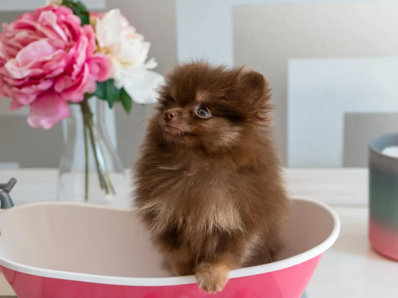 Designer Dog Society