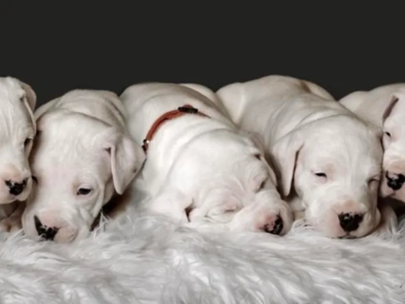 Designer Dogos photo 1