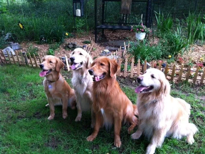 Designer Goldens photo 1