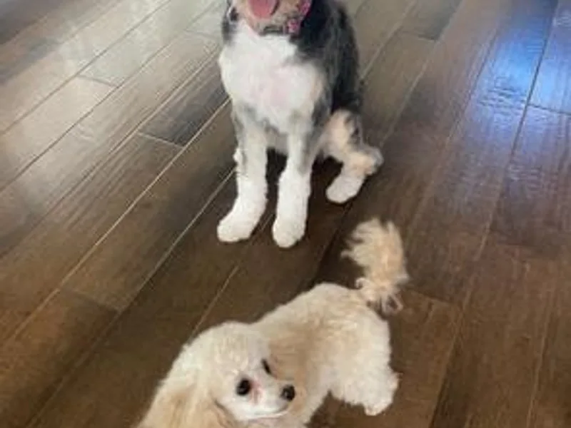Designer K9's photo 1