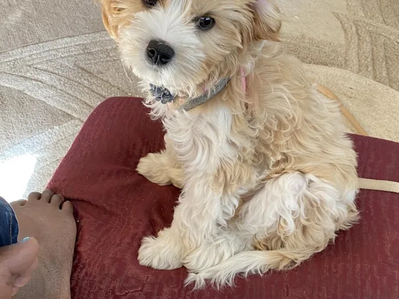 Designer Mountain Mutts