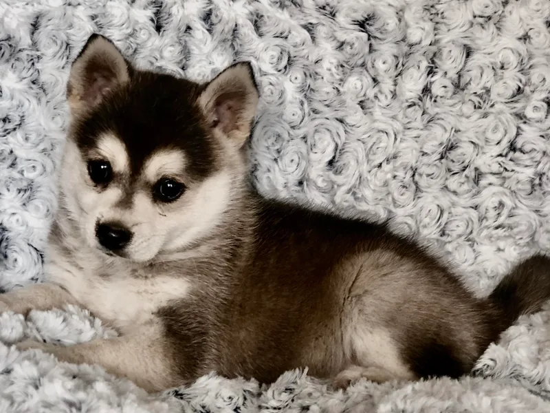Designer Pomeranians