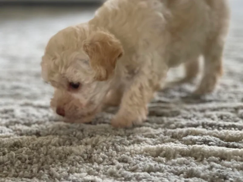 Designer Puppy Boutique