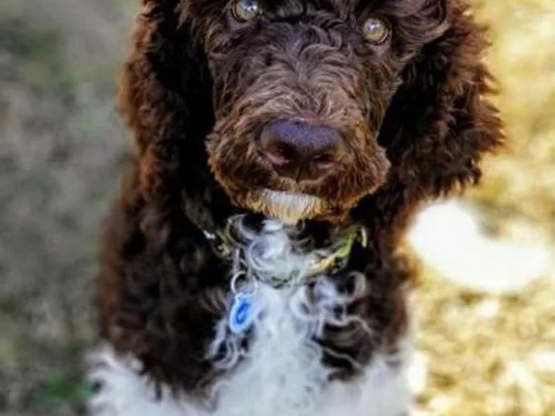 Designer Therapy Pups photo 1
