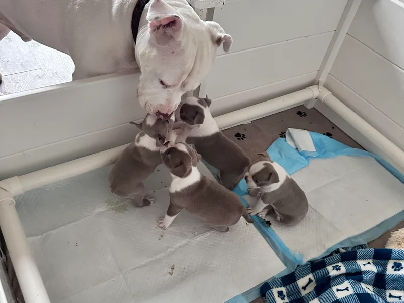 Designers Boston Terriers