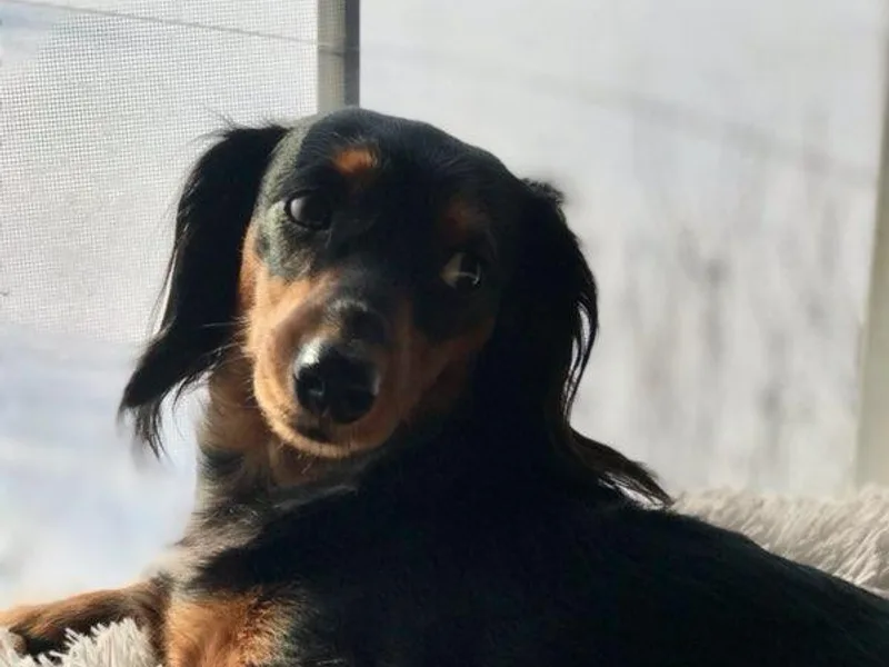 Designs by Dachshund