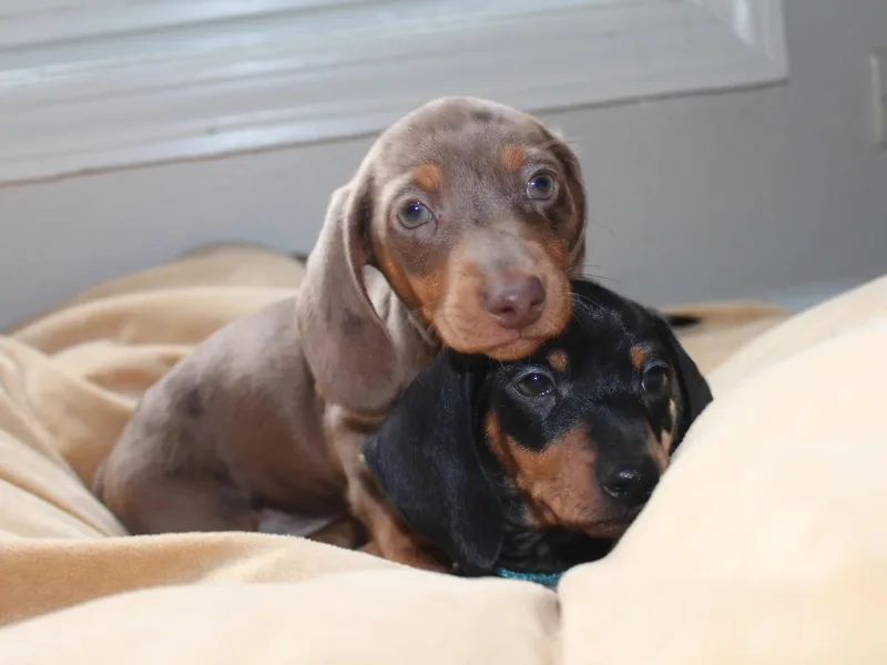 Desjardin’s Poodles &amp; Dachshunds