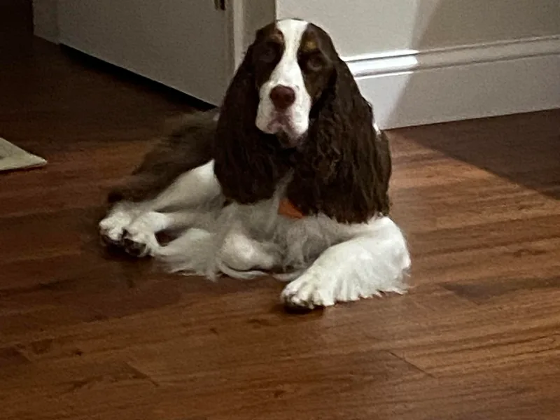 DESK Springer Spaniels