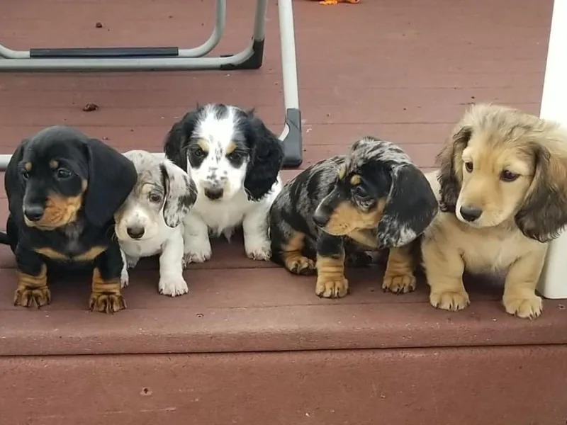 DeSplinter Dachshunds