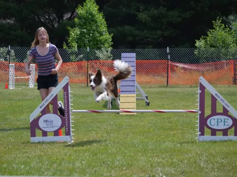 Destined Stars Border Collies