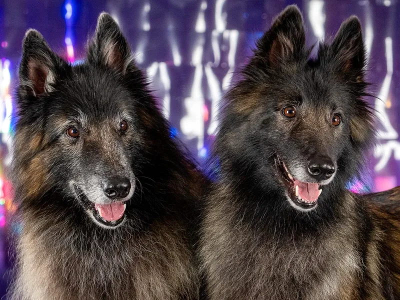 Destiny Belgian Tervuren