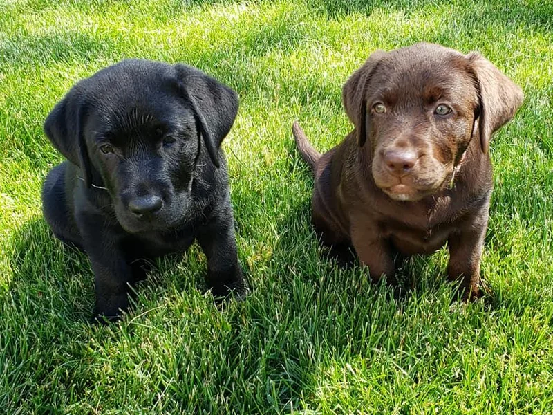 Destiny Labradors