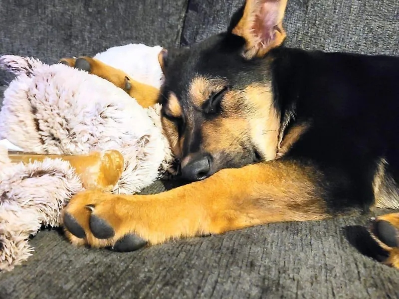 Destiny's German Shepherds photo 1