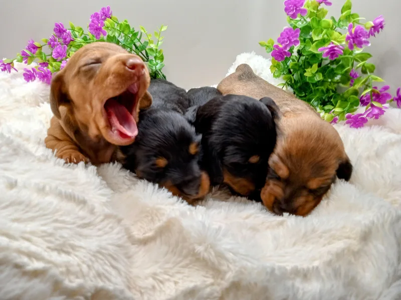 Destiny's Mini Doxies