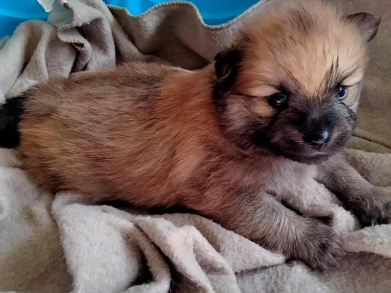 Destiny's Pomeranians