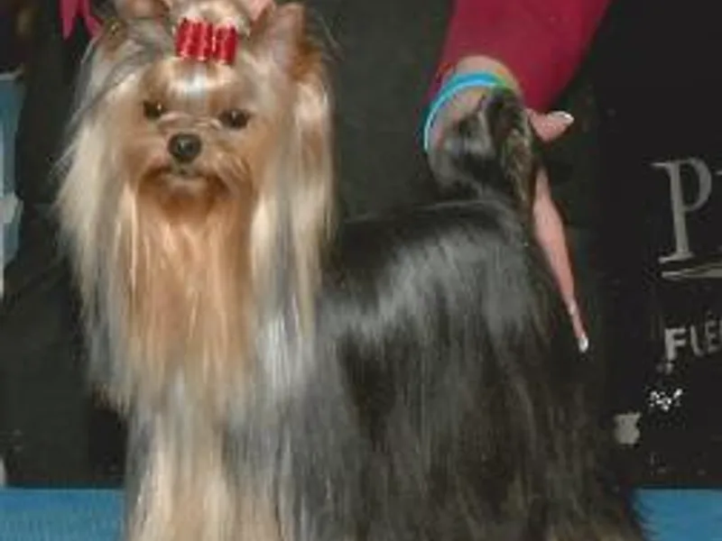 Destiny's Yorkshire Terriers
