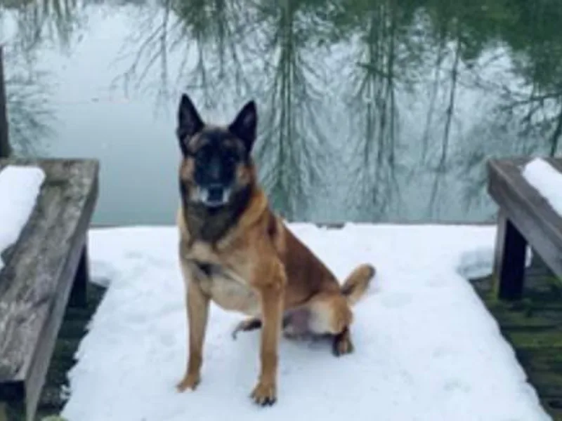Detto Fatto Malinois