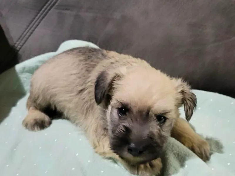 DeV Walter’s Miniature Schnauzers