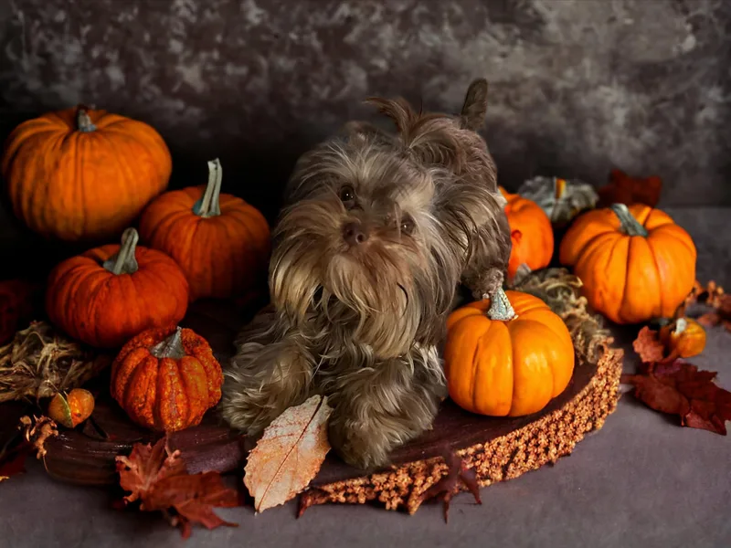 Dev Yorkies photo 1