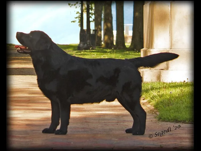 Devanley Labradors photo 1