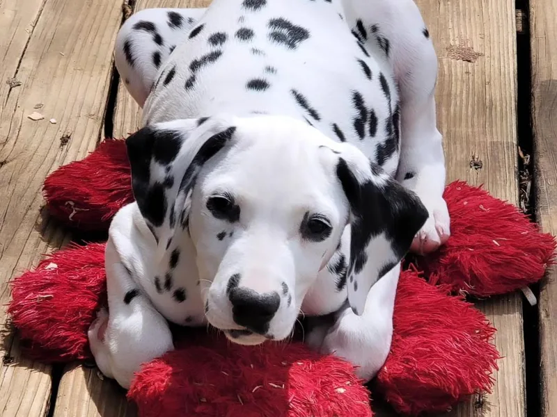 Developing Spots &amp; Happy Dals