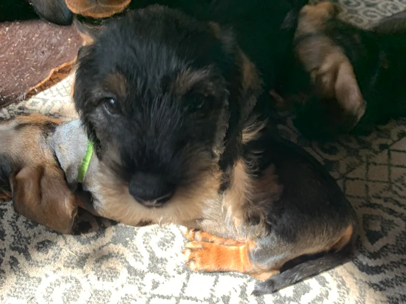 Devereaux Wire Haired Dachshunds