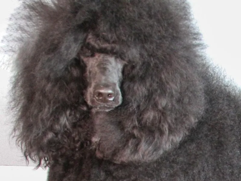 Devin’s Purple Poodles
