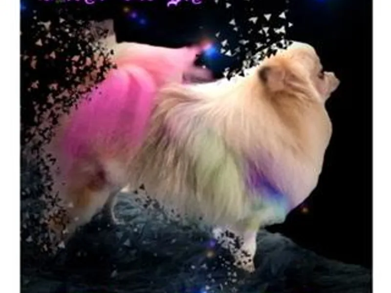 DEVINEpoms photo 1