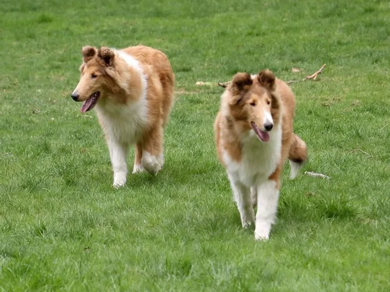 Devinwood Collies