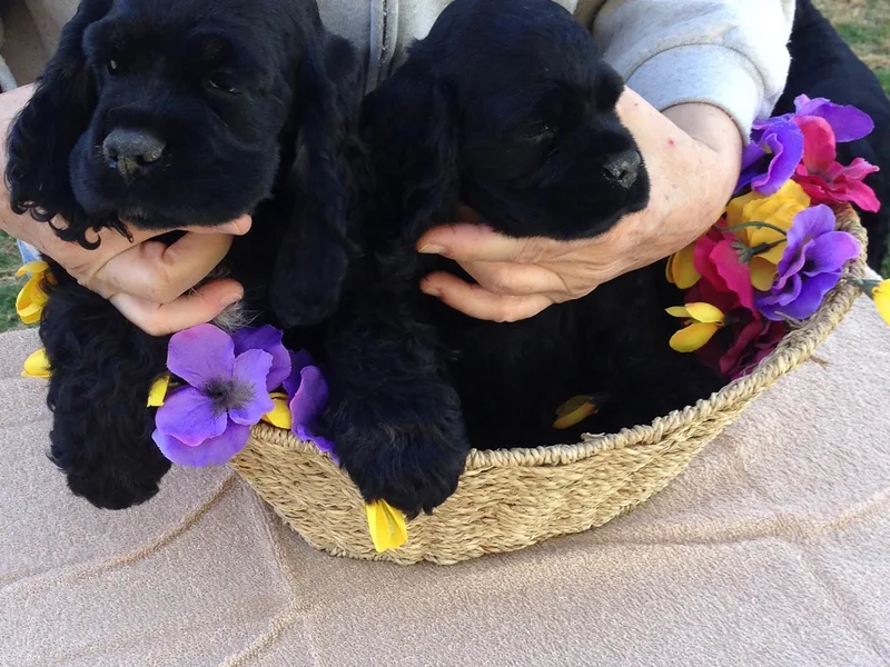 Devlyn Cocker Spaniels