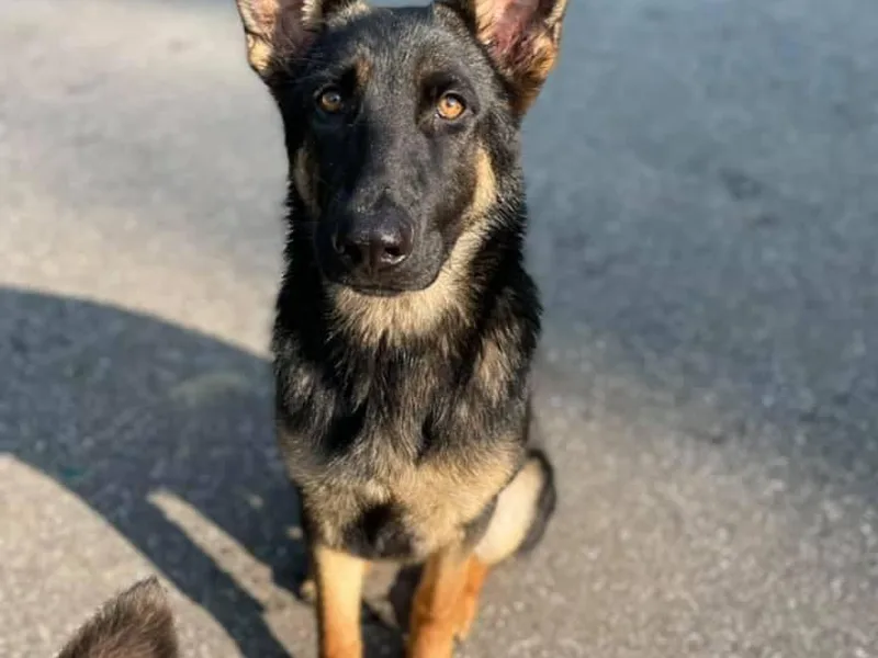 Devon Rugerio's German Shepherds