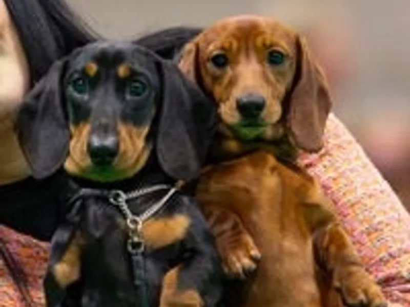 devondax dachshunds photo 1