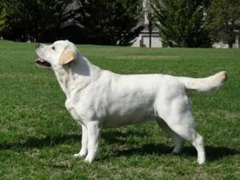 Devonshire Labradors