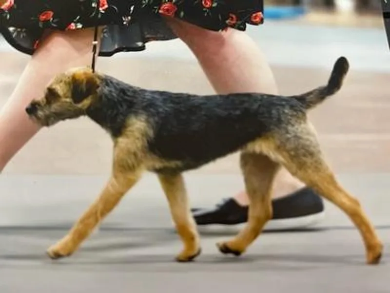 Devonwood Border Terriers (NO LONGER BREEDING)