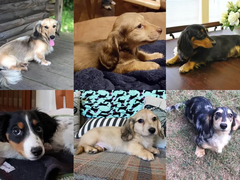 Devoted Dachshunds photo 1