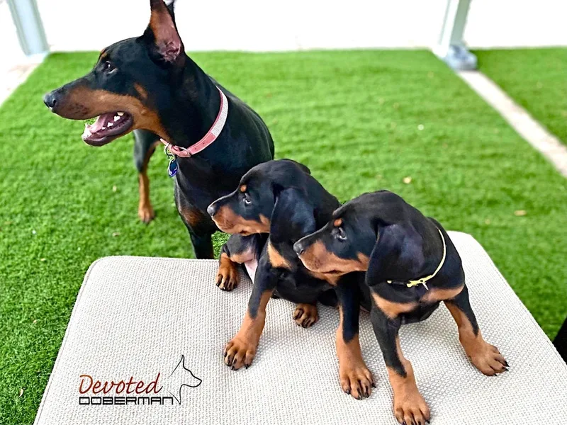Devoted Doberman