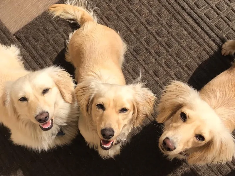 Devoted Doxies Cream Dachshund