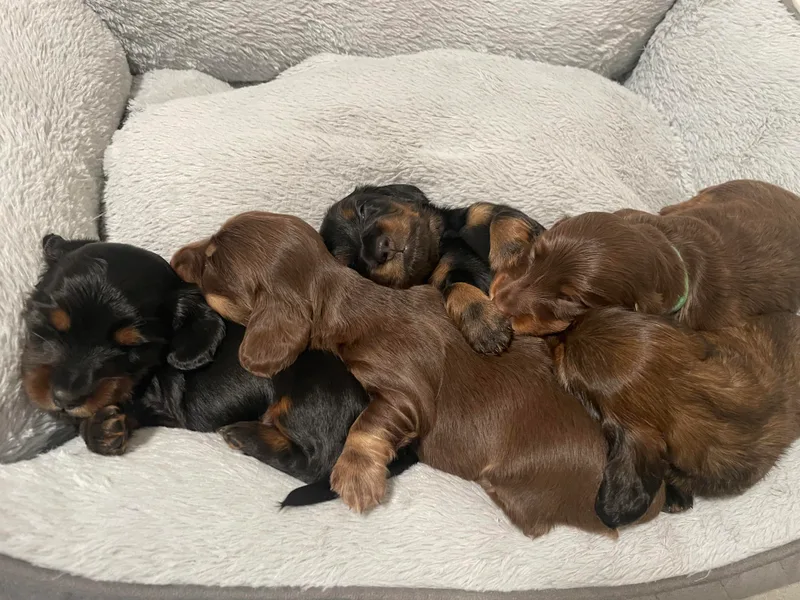 Devoted Doxies - DLL