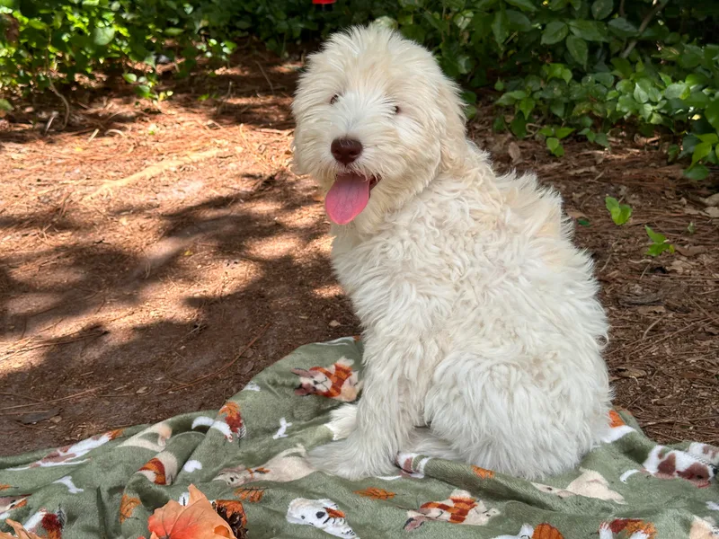 Devoted Labradoodles