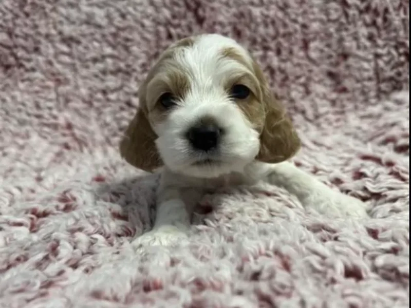 Devoted Paws Kennels