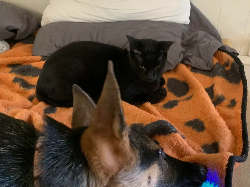 Dewald German Shepherds