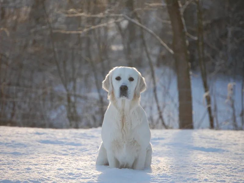 Dewey Creek Goldens
