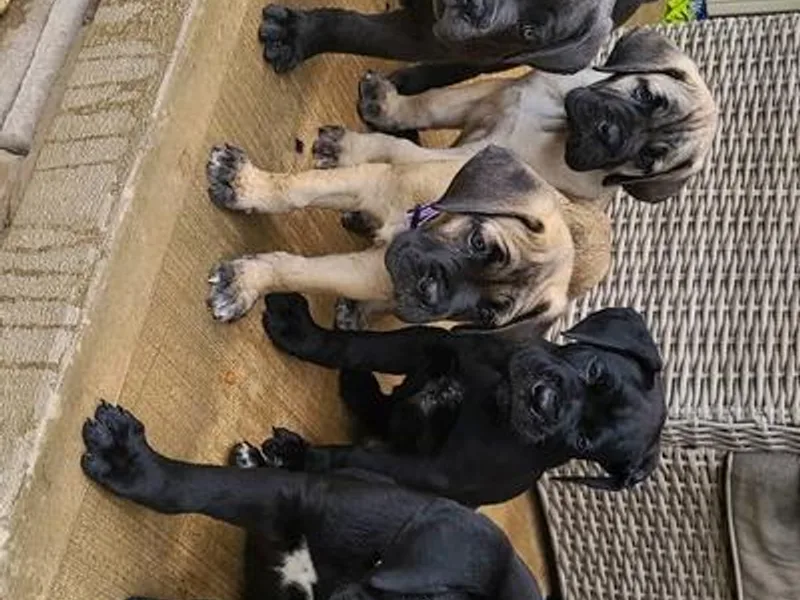 DeWitt Cane Corso