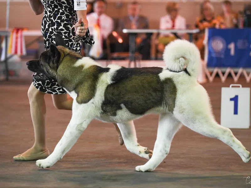 DeZaVu Akitas