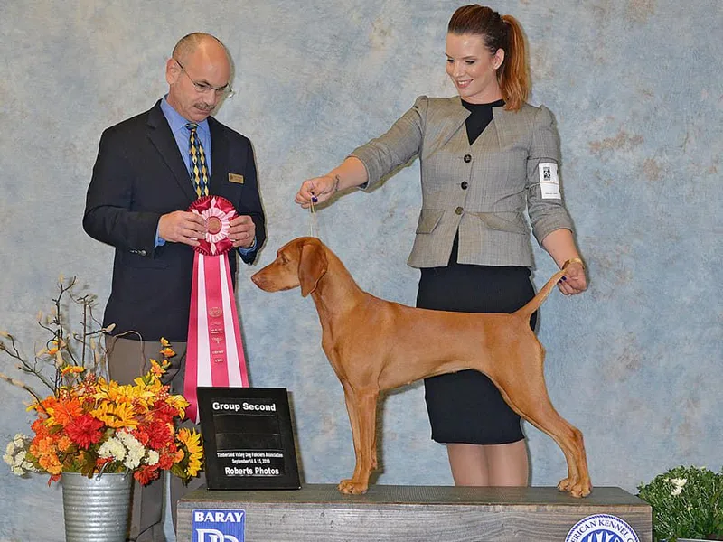 Dezertfyre Vizslas