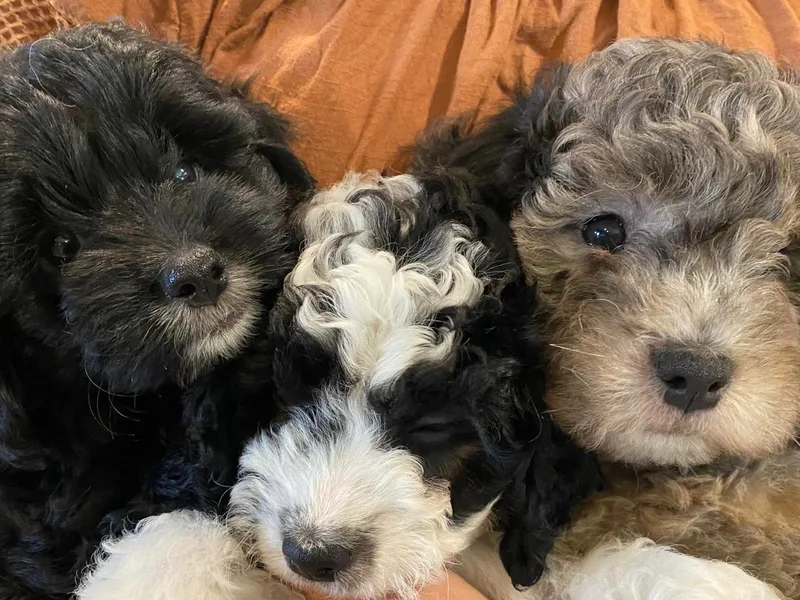 Dezi’s Sonshine Doodles